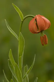 220319: Orange lily, Lilium carniolicum, in flower in meadow