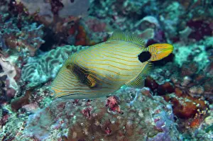 Candidasa: Orange-lined Triggerfish