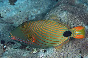 070321: Orange-lined Triggerfish - Razzle Dazzle dive site