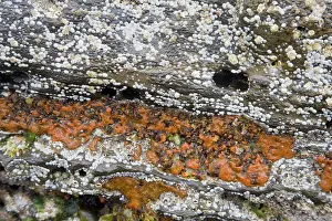 Orkneys: Orange Mould on rocks exposed at very low tide