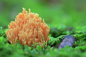 Aurea: Orange mountain coral (Ramaria aurea), forest, autumn