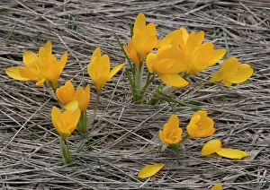 Crocuses: An orange mountain Crocus on Mt. Menalo