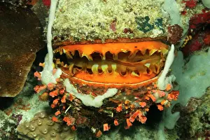Thorny: Orange-mouth Thorny Oyster