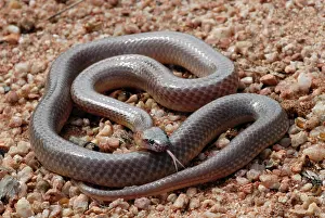 Naped: Orange-naped Snake