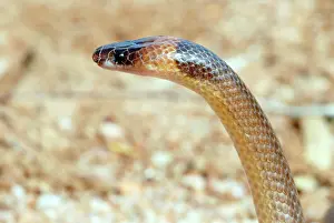 Naped: Orange-naped Snake