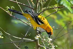 Icterid: Orange Oriole (Icterus auratus), eating flowers