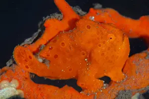 161018: Orange Painted Frogfish - Batu Niti dive site, Seraya