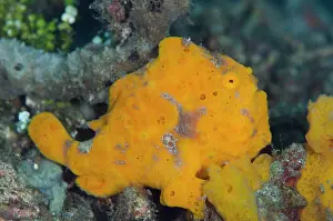 Bianca: Orange Painted Frogfish Bianca dive site, Lembeh