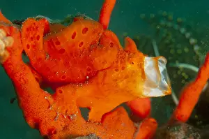 161018: Orange Painted Frogfish - yawning - Batu Niti dive