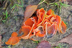 Aurantia: Orange Peel Fungus