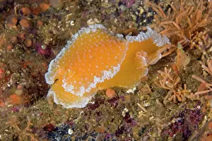 Nudibranches: Orange peel nudibranch Tochuina tetraqueta Alaska Unites Sta