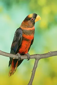 Lory: Orange Phase Dusky Lory