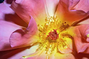 Lee Klopfer: Orange, pink, yellow rose