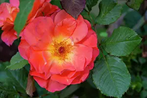 Lee Klopfer: Orange, pink, yellow rose