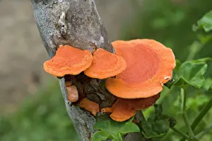 Polypore: Orange Polypore bracket Fungus - growing on stem