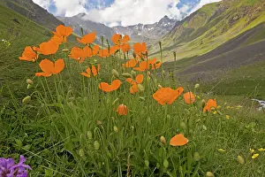 Pontic: Orange Poppy Olgunlar Valley, Kaskar, Pontic Alps