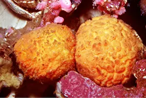 Sponge: Orange Puffball Sponge