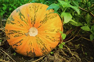 Hoarfrost: Orange pumpkin sitting in field in grass closeup