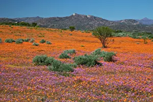 Namaqua: Orange purple blossoms in Namaqua National