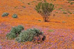 Namaqua: Orange and purple blossoms in Namaqua National