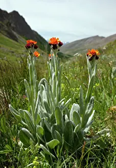 Capitata: Orange Ragwort