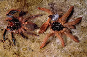 Brid: Orange / Red Treespider Bird-eating or Tarantula Spider