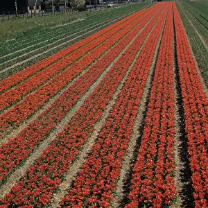 Bulbfield: Orange-red Tulips (Tulipa sp.)