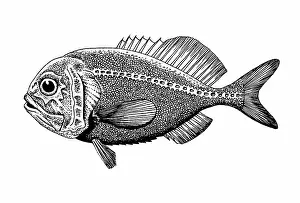 Illustrations: Orange Roughy