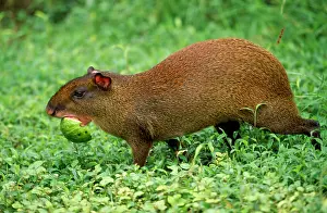 Agouti: Orange-rumped / Red-rumped Agouti - carrying fruit