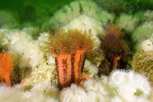 Miniata: Orange sea cucumber Cucumaria miniata and anemone Metridium