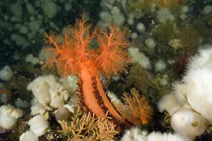 Miniata: Orange sea cucumber Cucumaria miniata and anemone Metridium