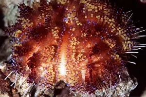 Echinoderms: ORANGE SEA URCHIN - highly venomous