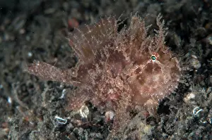 Appendage: Orange Spotfin Frogfish