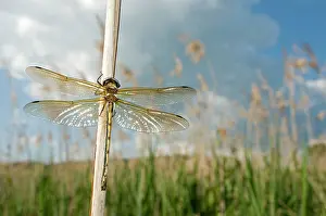 Curtisii: Orange-spotted emerald Dragonfly - teneral male in habitat
