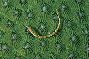 Corythoichthys: Orange-spotted pipefish, Corythoichthys ocellatus, on hard c