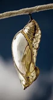 Nymphalid: Orange-spotted Tiger Butterfly Chrysalis