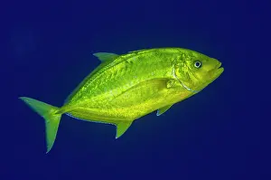 Jack: Orange-spotted Trevally