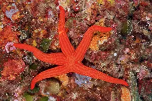 Cote: Orange starfish (Hacelia attenuata) in the Mediterranean