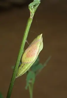 Colias: Orange Sulfur Butterfly chrysalis