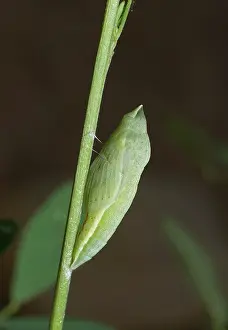 Colias: Orange Sulfur Butterfly chrysalis