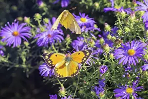 Colias: Orange Sulphur female and male courtship on Frikart's Aster
