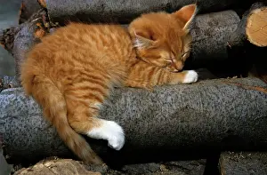 230518: Orange tabby kitten sleeping on a woodpile jungkatze