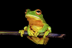 Litoria: Orange-thighed Frog (Litoria xanthomera)