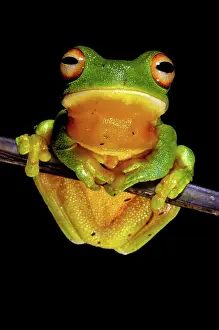 Litoria: Orange-thighed Frog (Litoria xanthomera)