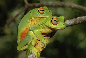 Thighed: Orange Thighed Tree Frogs Mating