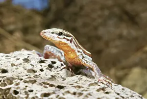Aspidoscelis: Orange-throated Whiptail Lizard