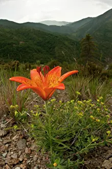 Herbaceous: Orange or Tiger Lily (Lilium bulbiferum) growing in habitat, Liguria, Italy