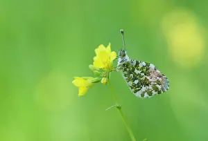 Anthocharis: Orange Tip