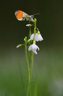 Anthocharis: Orange Tip