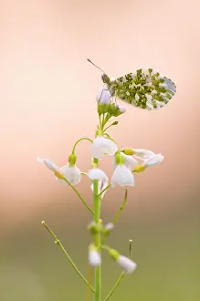 Anthocharis: Orange Tip